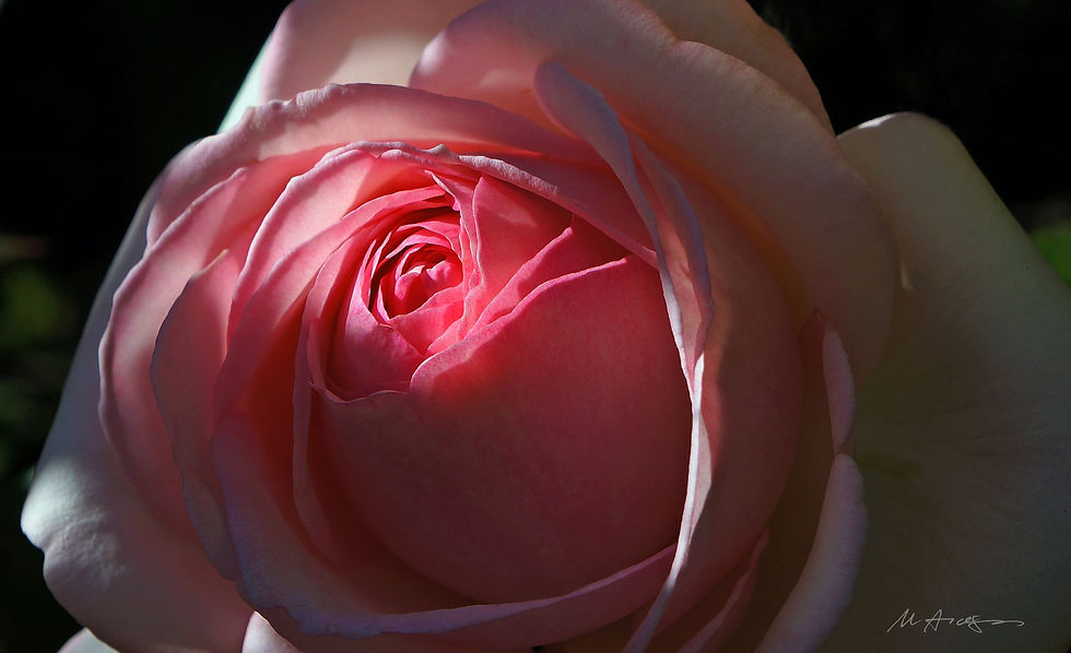 Pink Rose