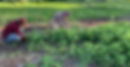 IMG_1482 - frame at 1m9s.jpg