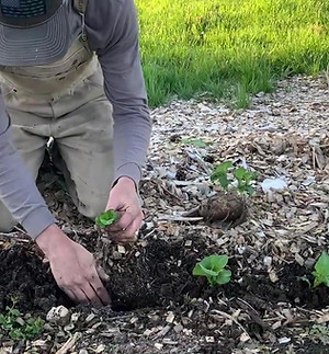 potatos in compost