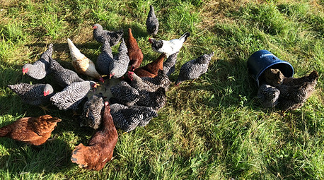 pasture rasied hens