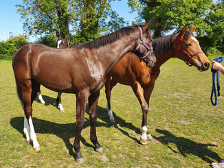 20200521_154815 - YEARLINGS.jpeg