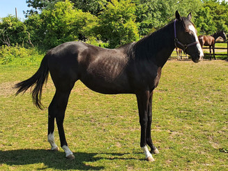 20200521_154908 BRAZEN BEAU X APPLEBERRY