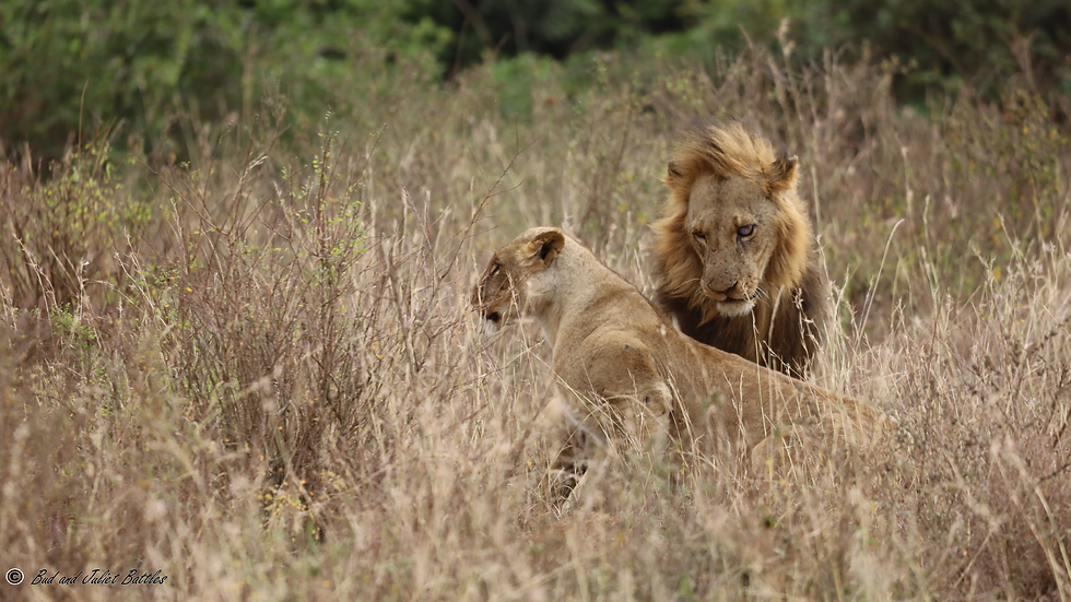 One of two females is ready to mate with one-eyed Kitili, while the other female waits for her turn. The prolific Kitili successfully sired many cubs before being killed by another male lion in 2024.