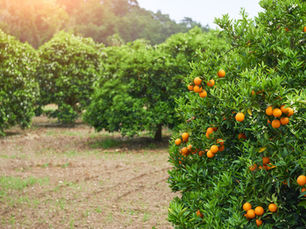 קורס רבנות רב עיר | נושא: מצוות התלויות בארץ