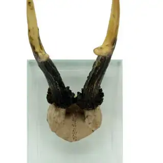 Thumbnail: Antler Double Glass Wall Mount Decor