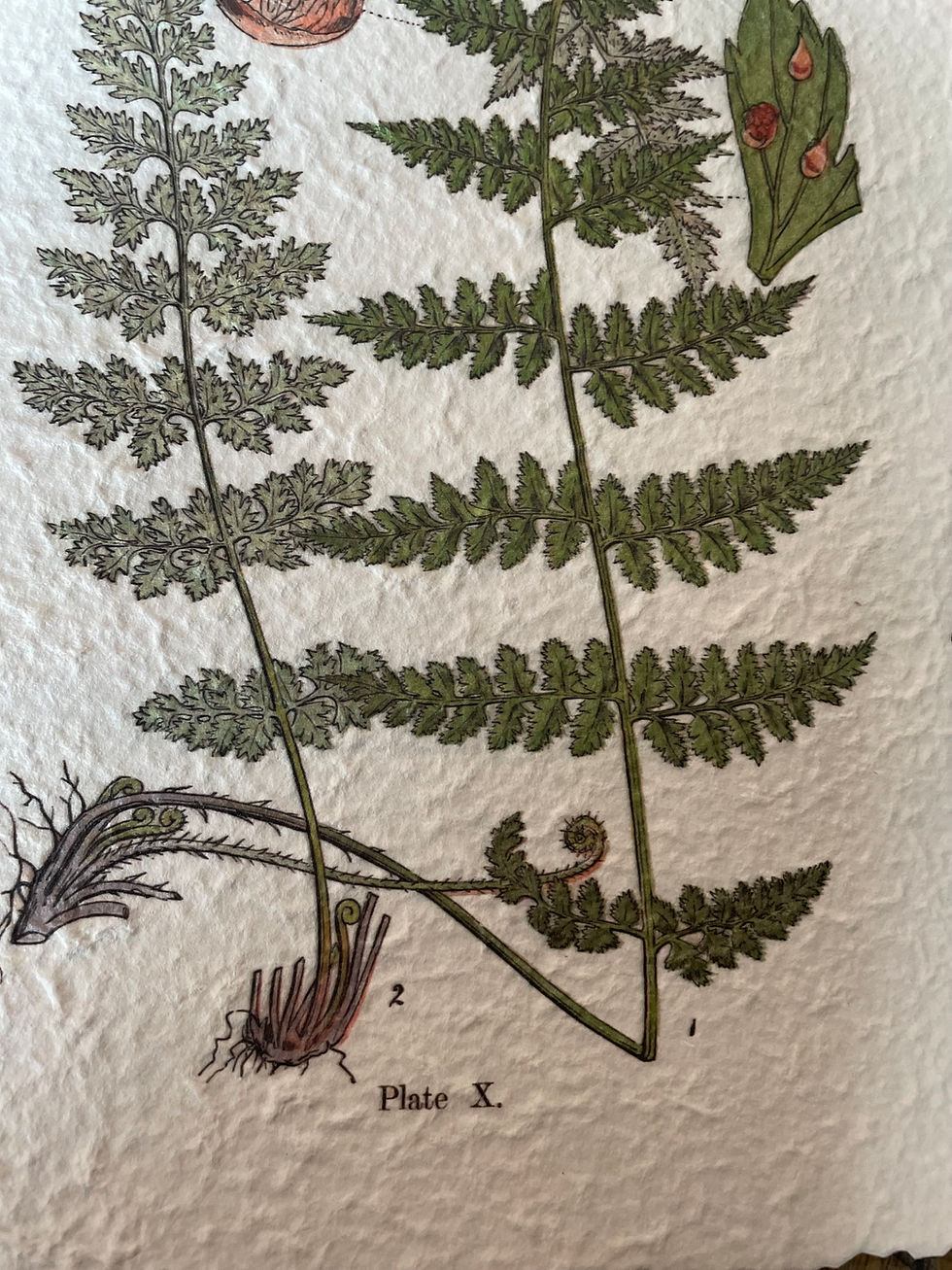 Thumbnail: Vintage Floral + Lancaster Home Naturalist Wall Hanging