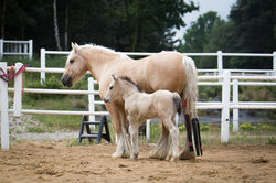 Icky and her colt (2018)