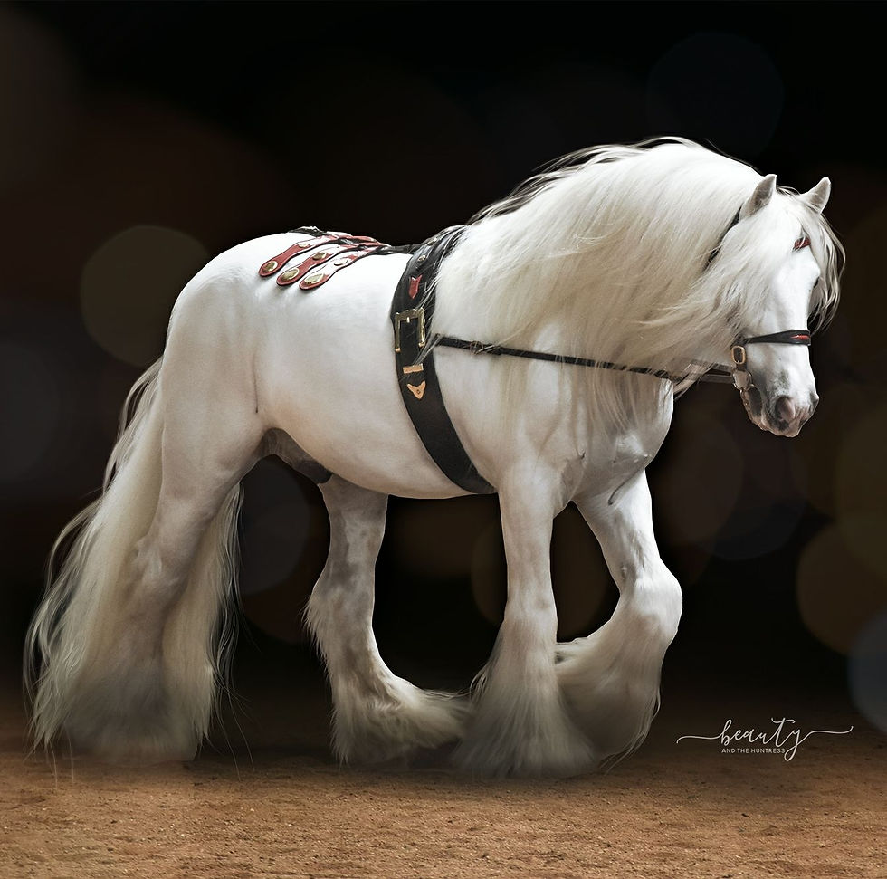 G. sire - Australia Multichampion