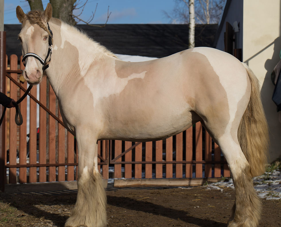 Dam: McCartney's Queenie's Pearl(PL)
