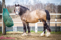 Regal - Gypsy Cob