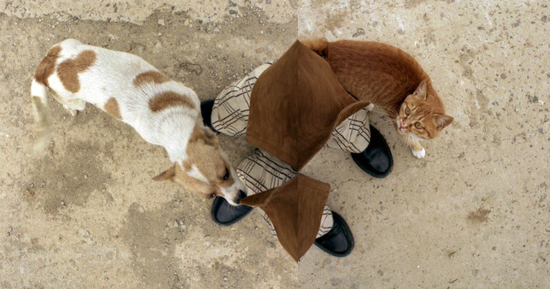 a cat and a dog