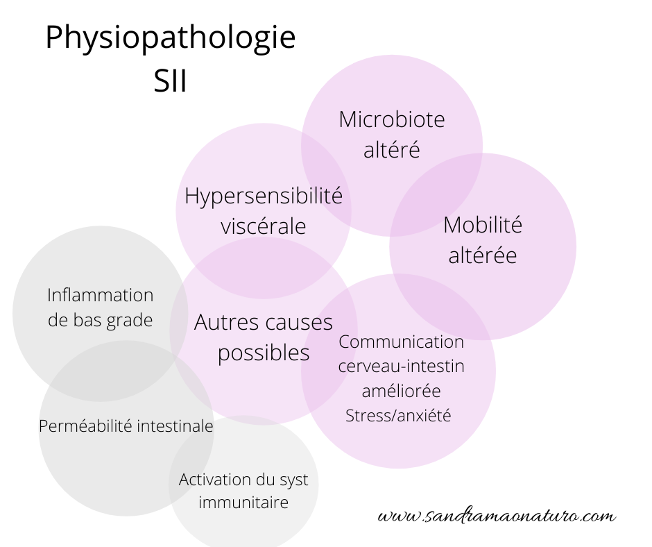 physiopathologie du syndrome de l'intestin irritable