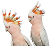 cockatoos.png