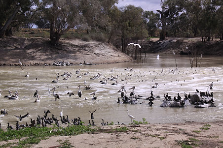 Bird life in Menindee.jpg