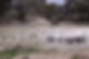 Bird life in Menindee.jpg