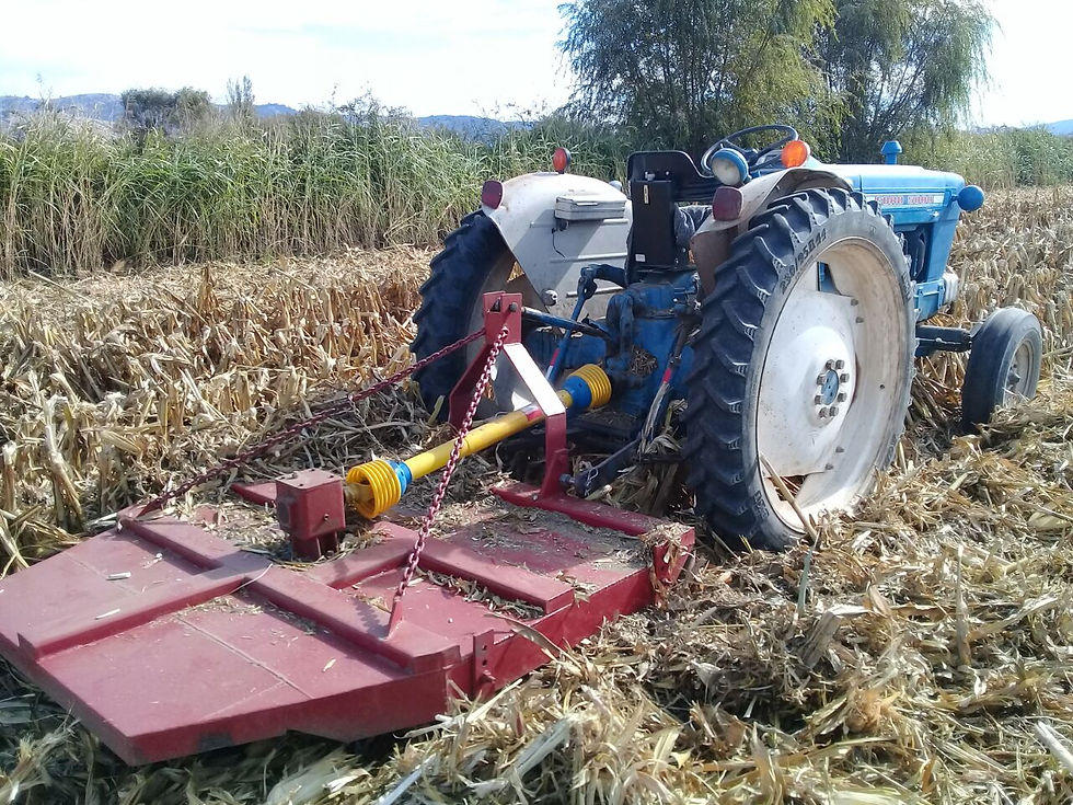 Miniatura: Rana desbrozadora