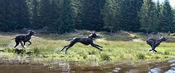 Greyhounds Race for Freedom