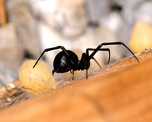 blackwidow1_1_orig.jpeg