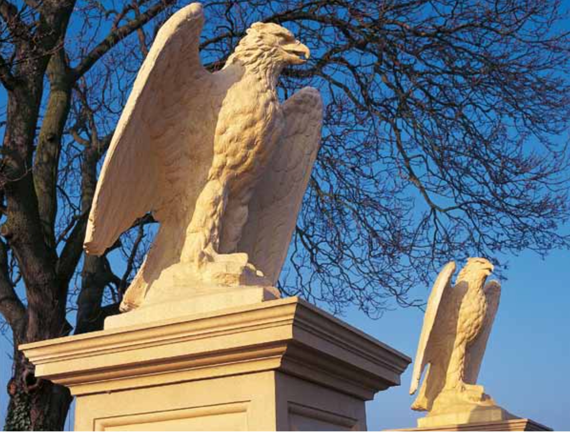 Eagle - Kotka
