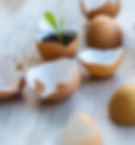 Germinated Plant _edited.jpg