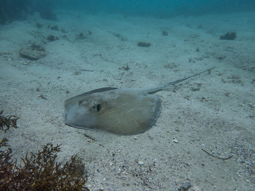 Estuary Stingray