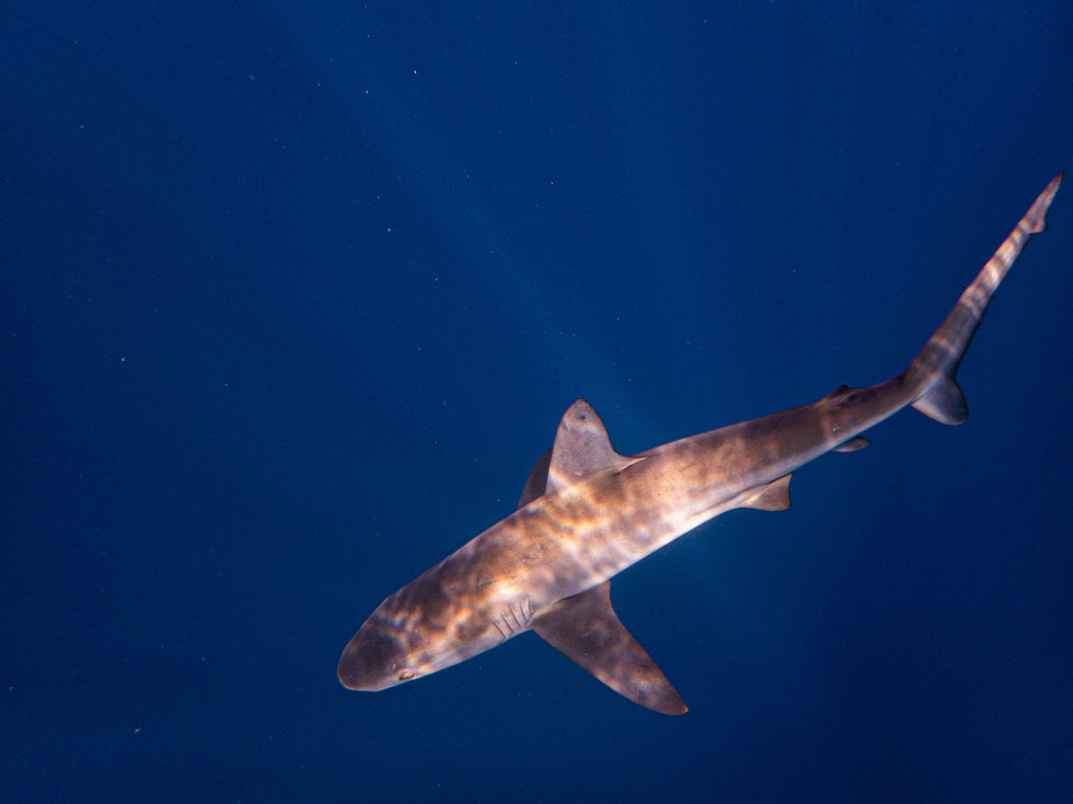 Galapagos Shark