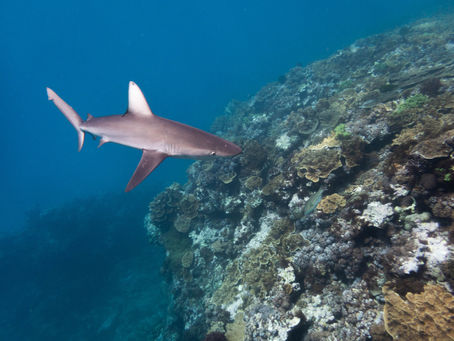 February 2026- Lord Howe Island and Sydney