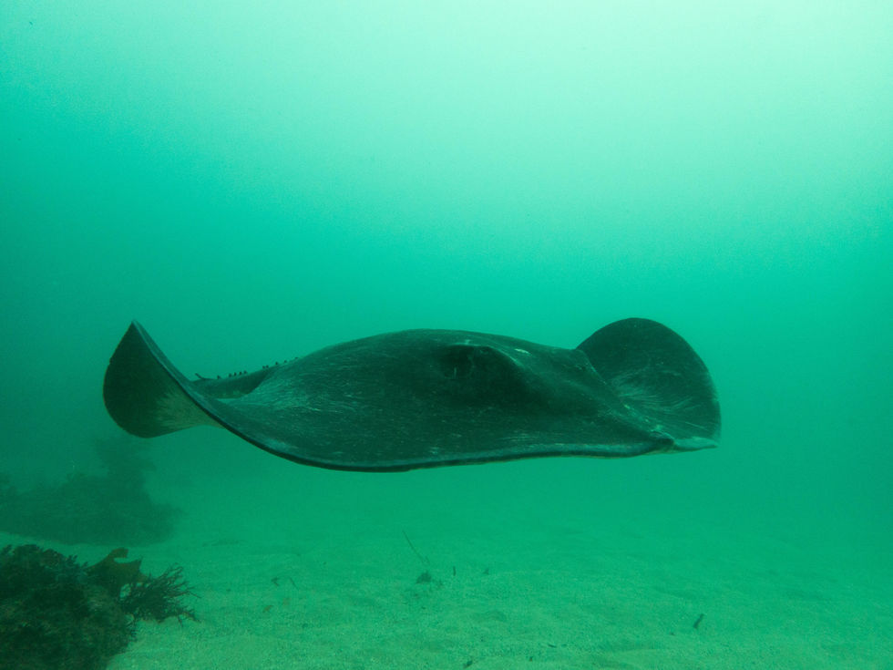 Smooth Stingray