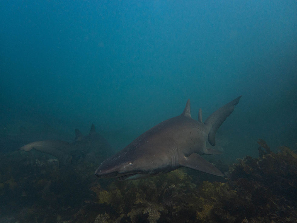 Grey Nurse Shark