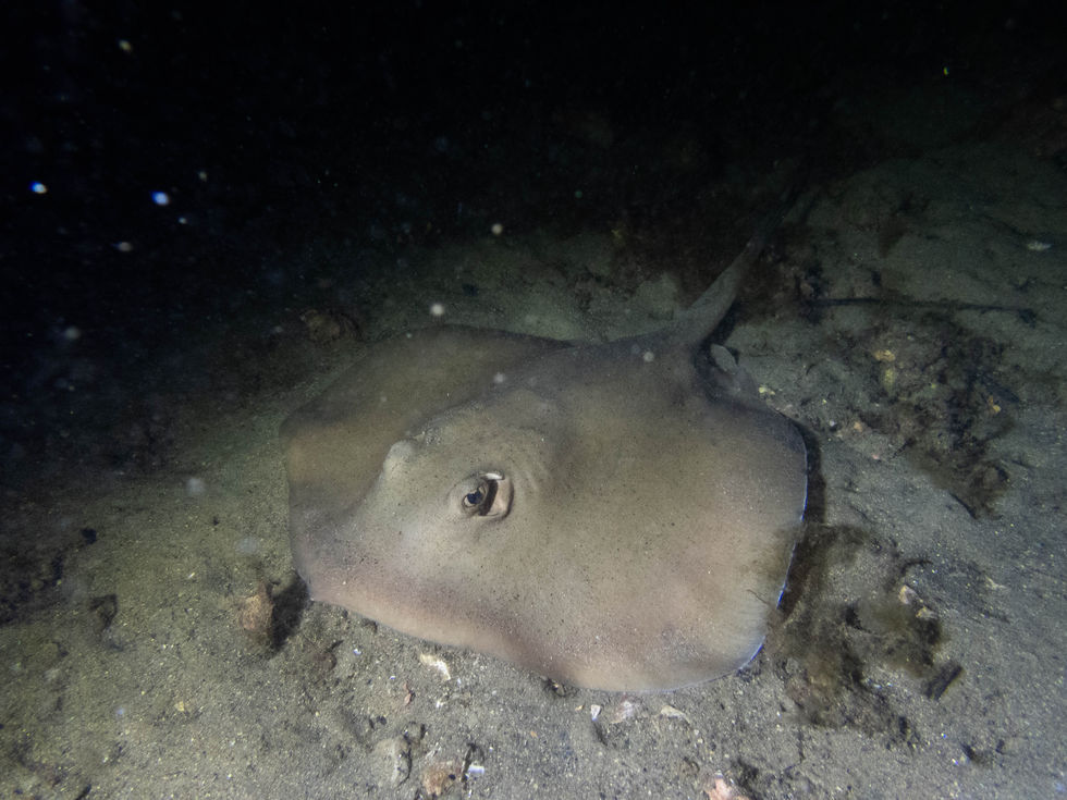 Common Stingaree