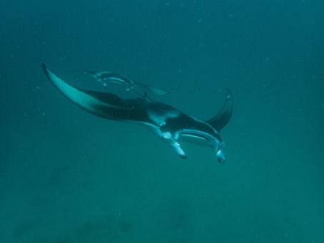 July 2025- Central Atolls Maldives and Sydney 