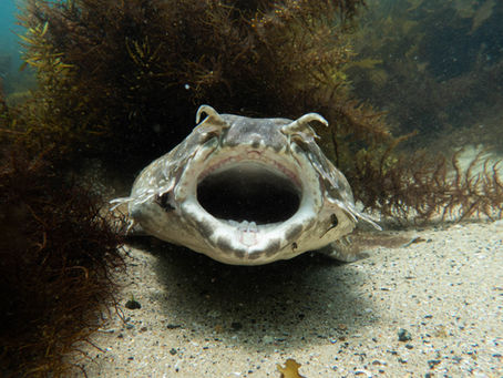 September and October 2025- Shellharbour and Sydney