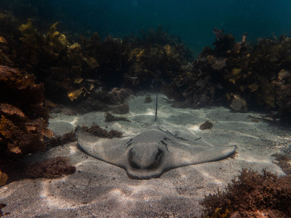Southern Eagle Ray