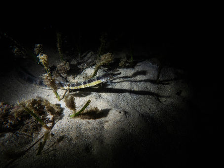 November and December 2025- Sydney