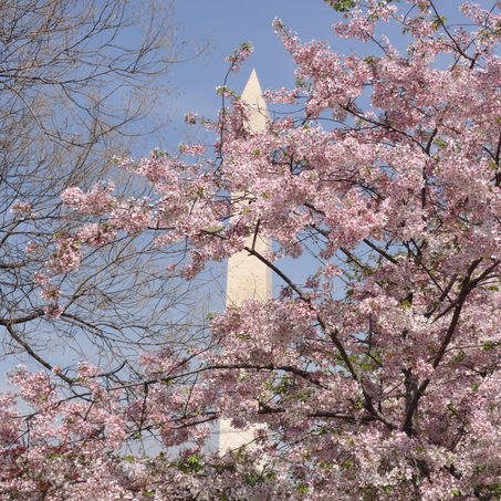 The Washington Monument and cherry blossoms