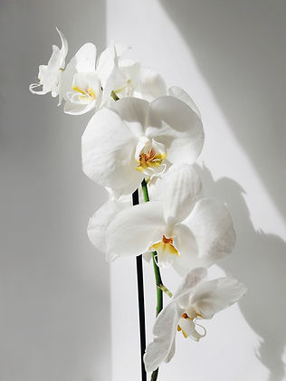 white orchid.jfif