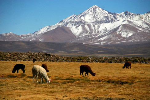 llalpacawear.com