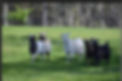 farm pic 17.jpg