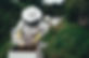 apiary-1866740_1280.jpg