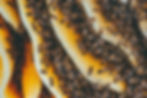 pexels-ion-ceban-ionelceban-3194327.jpg
