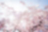 PhotowithYuko APR 2023 Kanazawa-05410_websize.jpg