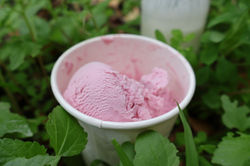Hibiscus & sour milk ice cream