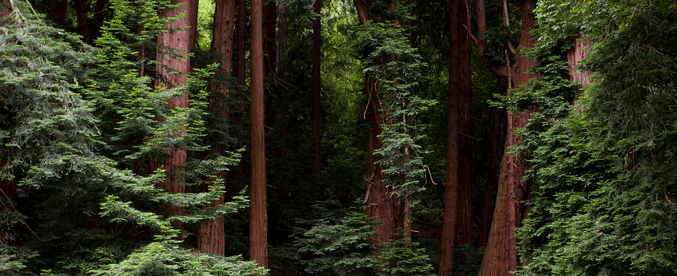 forest on screen