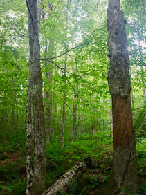 Green Mountain National Forest, Vermont Early Successional Habitat Creation Project 