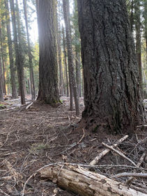 Klamath National Forest, California South Fork Project 