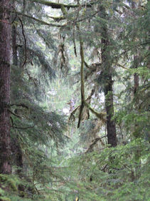 Tongass National Forest, Alaska Wrangell Island Project 