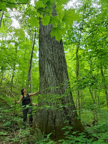 Daniel Boone National Forest, Kentucky South Red Bird Wildlife Enhancement Project 