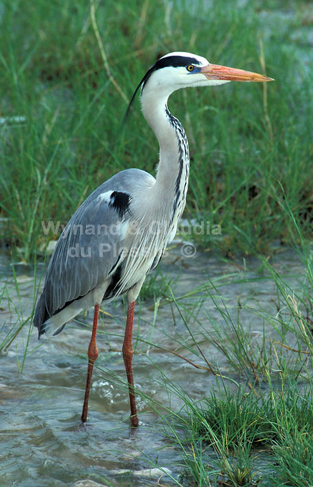 Grey Heron, Etosha Pan, Namibia - birds029