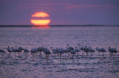 Flamingoes at sunset, Walvis Bay lagoon, Namibia - birds021