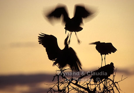 Abdim Storks at sunset, Etosha, Namibia - birds011